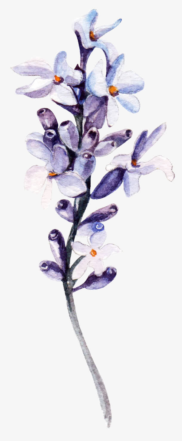 手绘栀子花免抠