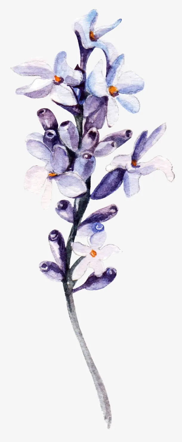 手绘栀子花免抠