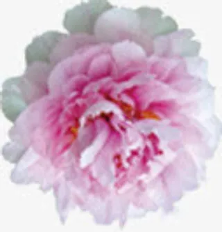 盛开淡粉色花朵免抠