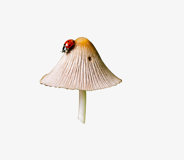 蘑菇-爬着瓢虫的蘑菇免抠