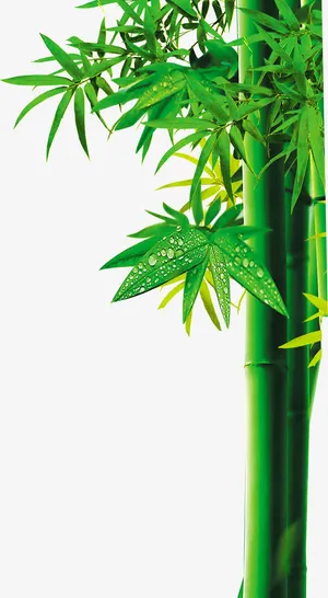 露珠茂密竹林免抠