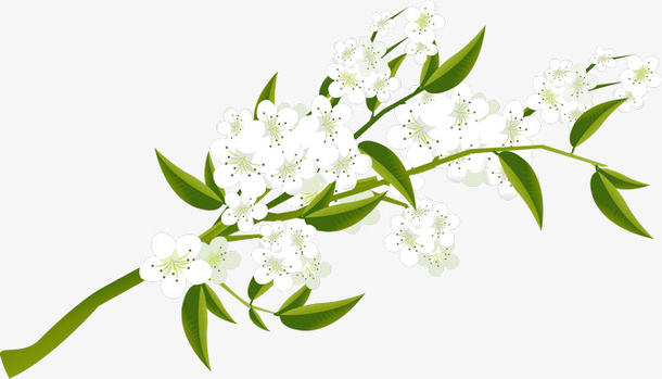 白色梨花免抠