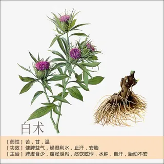 白术简介免抠