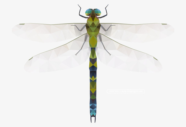 蜻蜓，png，免扣素材免抠