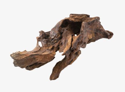 一截黑色干枯的老树根免抠