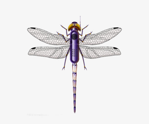不一样的蜻蜓素材图片免抠