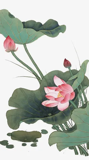 中国风荷花免抠