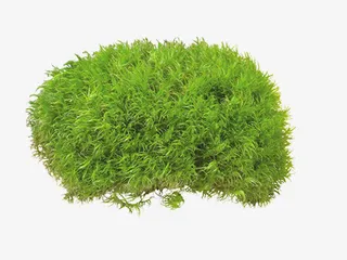 园艺绿草清新元素免抠