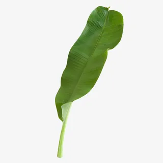 手绘绿色芭蕉树叶子免抠