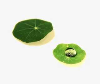 2017黄绿色手绘荷叶素材免抠