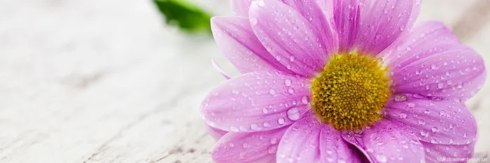 带有露水的鲜花背景素材图片高清
