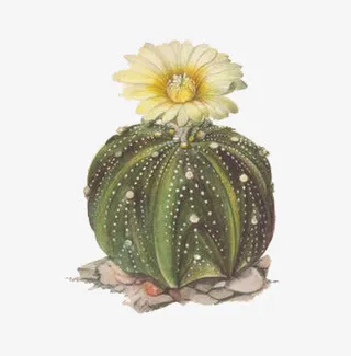 卡通手绘开花的仙人掌球免抠