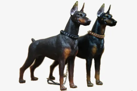 两只杜宾犬免抠