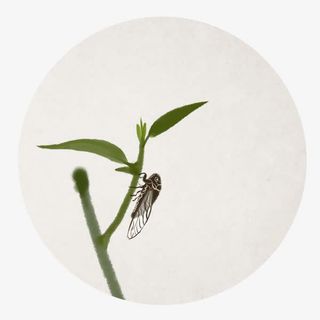 趴在竹子上的夏蝉免抠