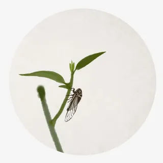 趴在竹子上的夏蝉免抠