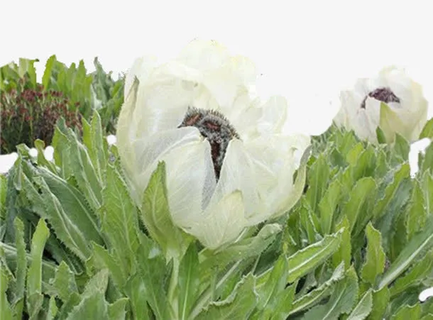 雪莲花中药免抠