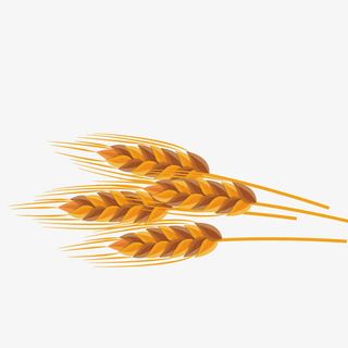 矢量模型小麦免抠