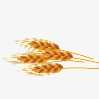 矢量模型小麦免抠