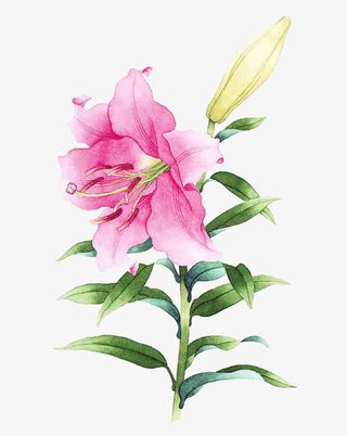 粉色百合花图片素材免抠