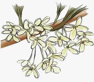 漫画桂花花瓣免抠