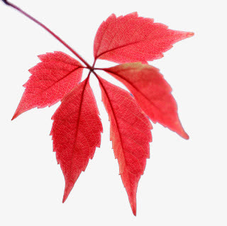 枫叶免抠