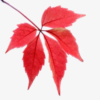 枫叶免抠