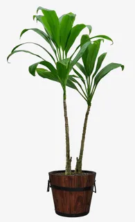 两颗高大巴西木免抠装饰植物元素 两颗高大巴西木免抠装饰植物元素