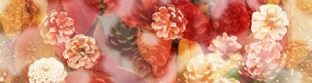 矢量花纹五彩炫酷花瓣banner