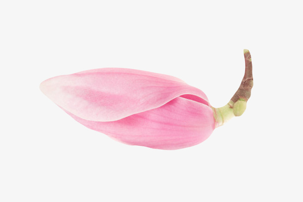 粉红色带香味花苞玉兰花瓣实物免抠