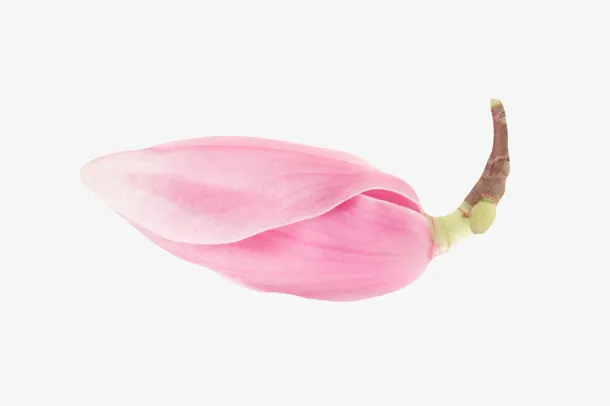 粉红色带香味花苞玉兰花瓣实物免抠