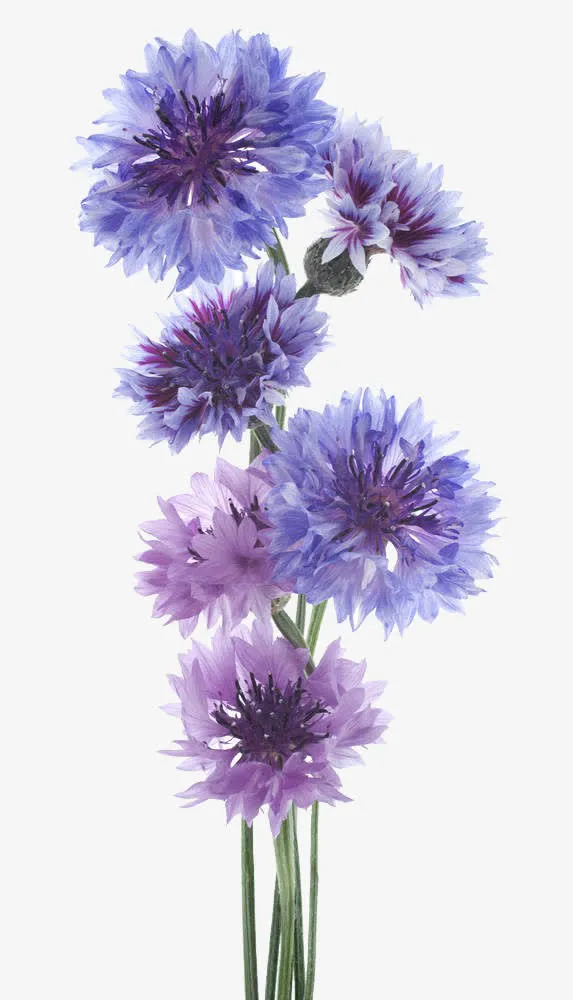 唯美矢车菊花束免抠