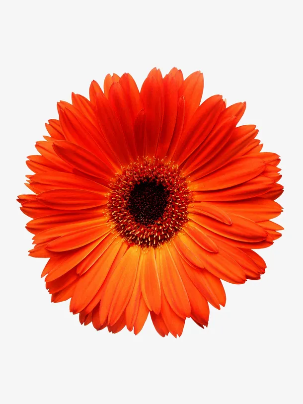 新年素材装饰117免抠