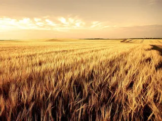 唯美天空金黄田园麦田稻田免抠