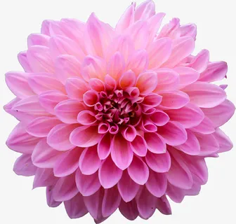 紫红色大丽花免抠 紫红色大丽花免抠