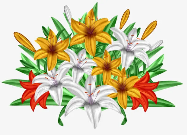 美丽的百合花免抠