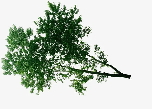 高清活动海报绿色树枝植物免抠