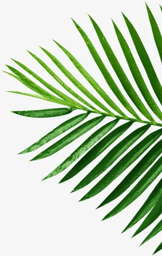 绿叶创意草地树叶免抠