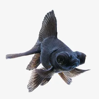 海底的小鱼免抠