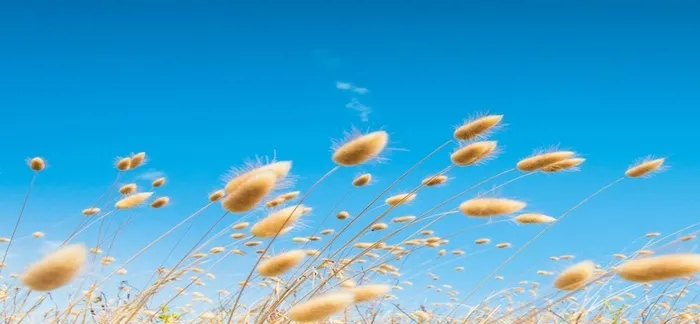 晴朗 蓝色天空芦苇背景高清