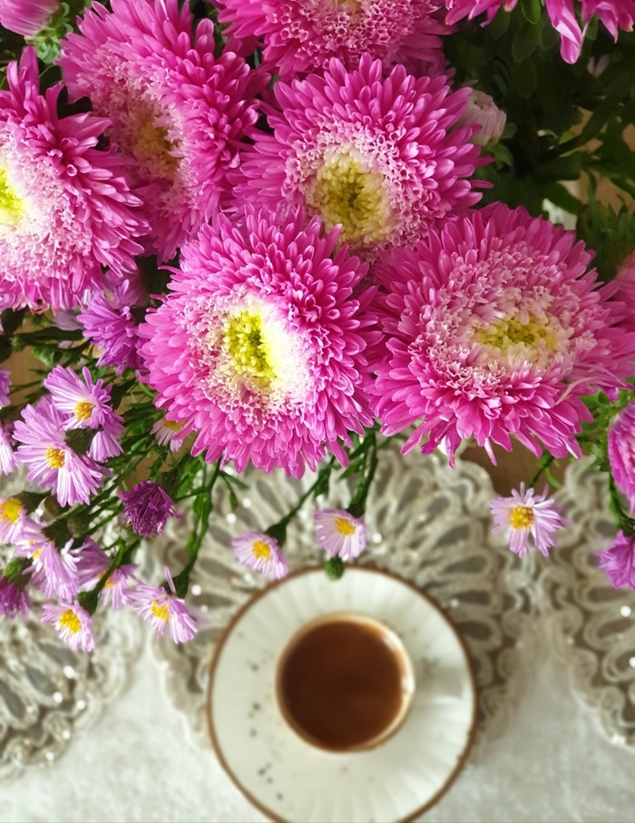 盛开的粉色的菊花高清