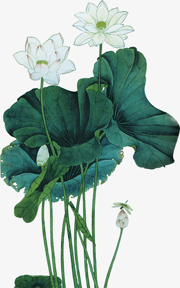 荷花莲叶免抠