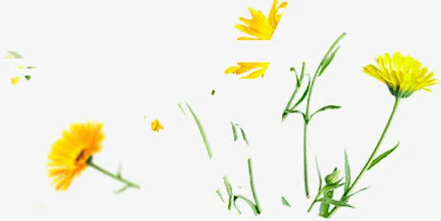 春天黄色花开装饰免抠