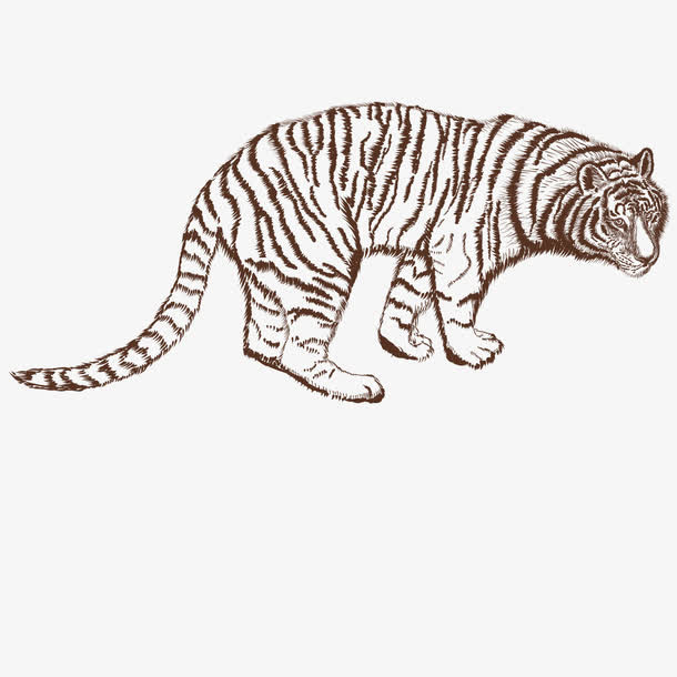 矢量亚洲虎免抠
