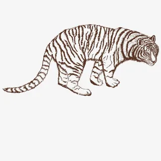 矢量亚洲虎免抠