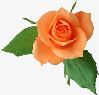 橘色玫瑰花免抠 橘色玫瑰花免抠