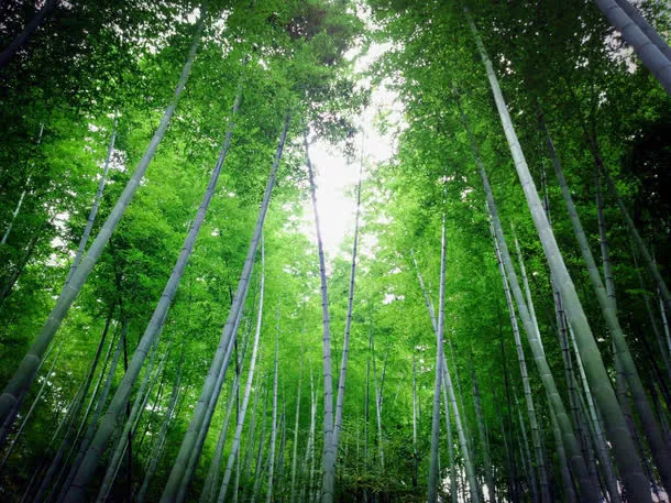 竹林效果免抠