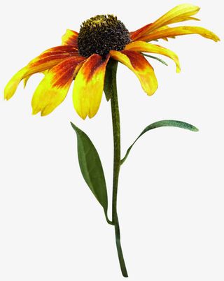 花草线描植物花草素材免抠