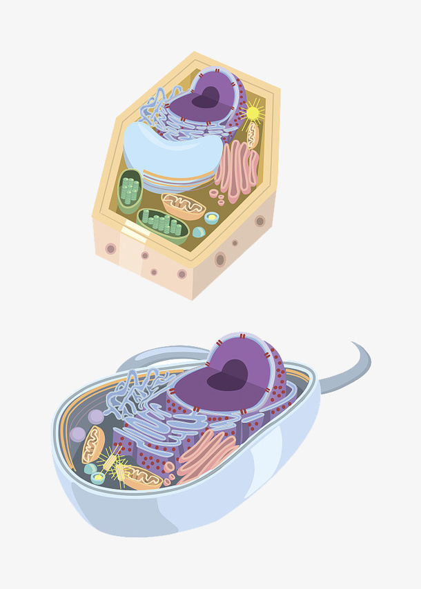 彩色细胞核结构免抠