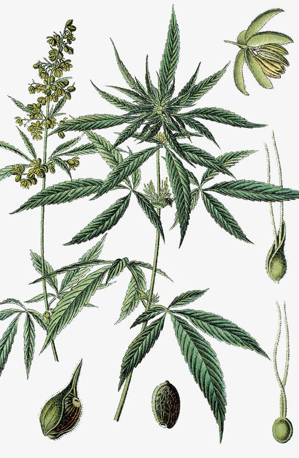 大麻手绘免抠