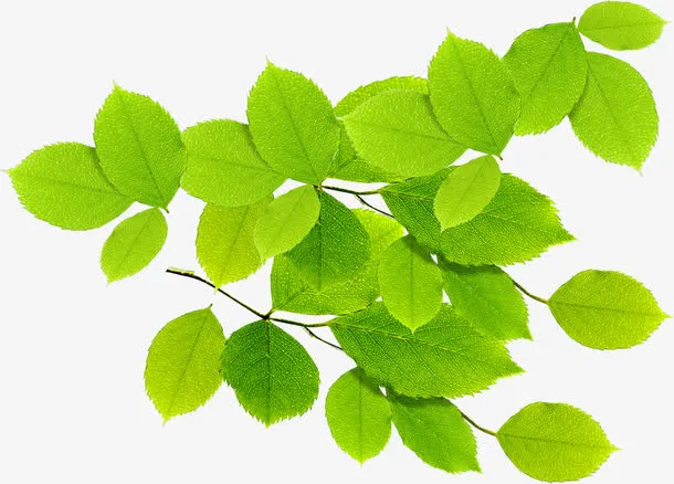 绿色清新树枝景色免抠